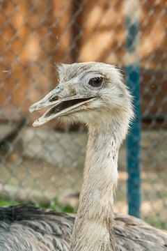 Closeup of Common ostrich