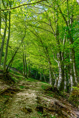 Fototapeta na wymiar Pathway in a beech forest