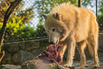 Naklejka premium Wolf eat meat in captivity