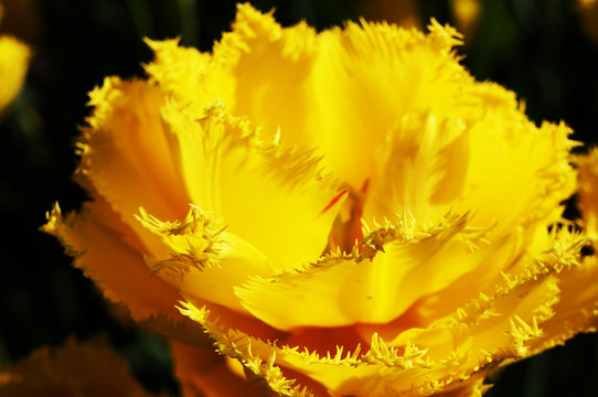 Yellow Terry Tulip