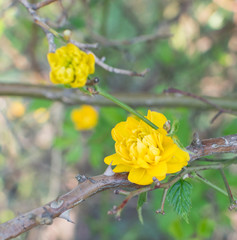 Yellow Spring Flowers