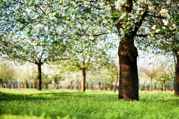 Beautiful cherry trees in blossom, springtime view of blossoming garden.