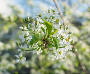 Beautiful Cherry Flowers in Spring Garden