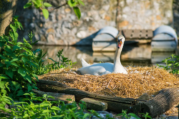 Naklejka premium Swan On Nest