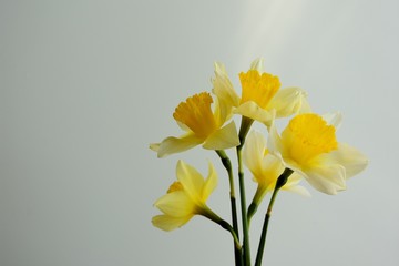flowers of daffodils