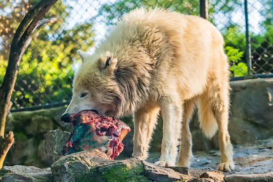 Wolf eat meat in captivity