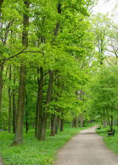 Country Path in Old Green Park