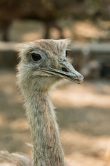 Naklejka premium Closeup of Common ostrich