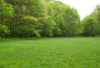 Fototapeta na wymiar Beautiful Spring Meadow