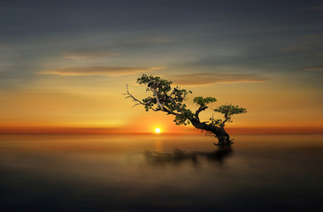 lone tree in the sunset