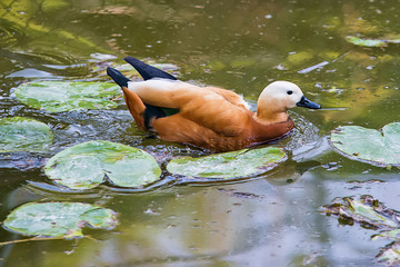 Naklejka premium Mallard in water