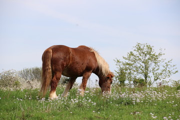 Pferd in idyllischer Natur im Frühling