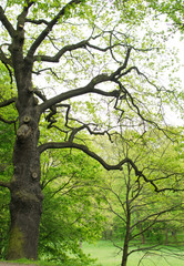 Fototapeta premium Green Trees in Spring Park