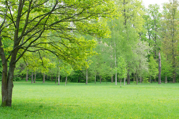 Fototapeta na wymiar Beautiful Spring Meadow