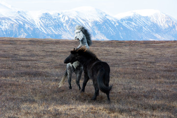 icelandic horses fighting 