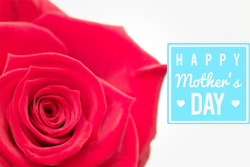 Fototapeta premium Closeup of pink rose against mothers day greeting