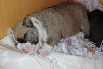 Newborn puppy are sleeping after nursing.
