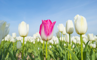 Field with colorful tulips below a blue cloudy sky in spring
