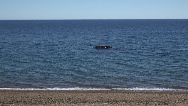 Southern right whales swim close to the beach in Patagonia, wide shot