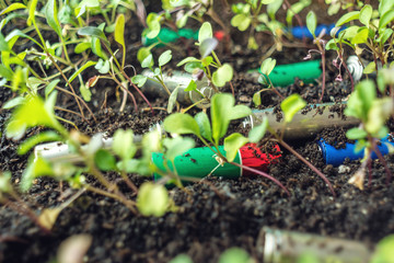 Used alkaline batteries lie in the soil where plants grow. Concept of environmental pollution with...
