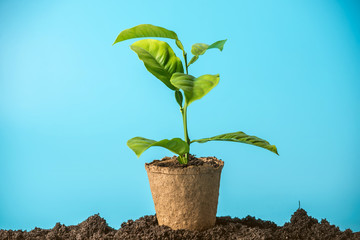 New green Sprout of tree in soil in the peat pot on blue background. The concept of environmental...