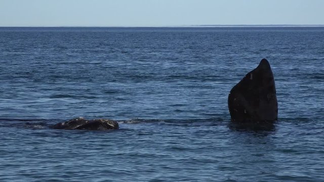 Southern right whale swim in shallow bay in Patagonia, close telephoto shot