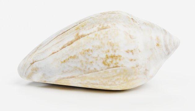 Realistic 3D Render of Shell