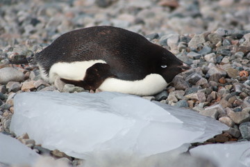 Fototapeta premium Adeliepinguin