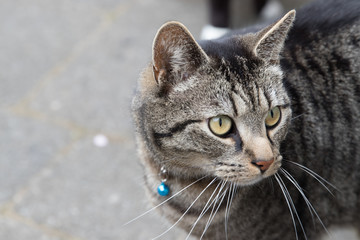 Portrait of a gray-brown male tabby cat in the backyard