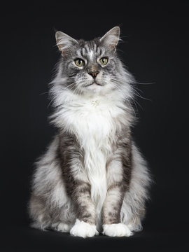 Handsome adult senior Maine Coon cat sitting facing front isolated on black background  looking beside camera