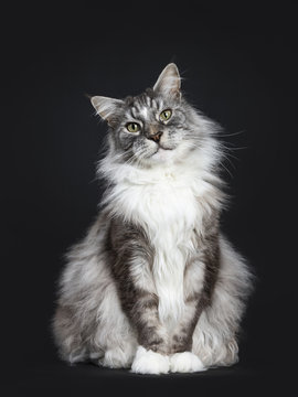 Handsome adult senior Maine Coon cat sitting facing front isolated on black background with tilted head looking straight in lens