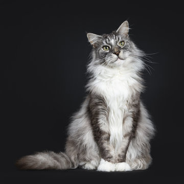 Handsome adult senior Maine Coon cat sitting facing front isolated on black background with beside body and looking to the side