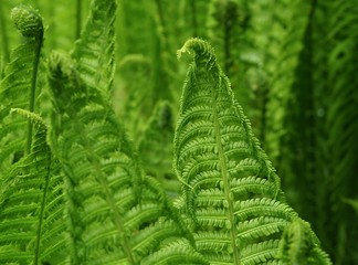 Fern