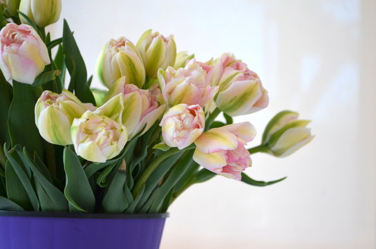 Tulip Finola Терри ранний розовый и Avantgarde нежный желтый