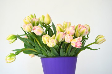 Tulip Finola Терри ранний розовый и Avantgarde нежный желтый
