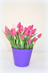 Jevgenia разноцветный тюльпан фиолетовый малиновый цвет