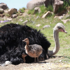 Straußen Vater mit Babies am Nest © Thula-Photography