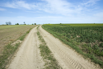 Fototapeta na wymiar Country road through fields and blue sky