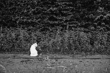 all white cat is sitting in front of dark background watching attentavely; black and white
