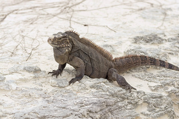 Large scaly Iguana close-up against a background of sand