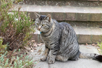 Portrait of a gray-brown male tabby cat in the backyard