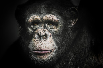 chimpanzee 