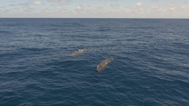 Two sperm whales swimming in the blue ocean of the Azores, frontal aerial shot