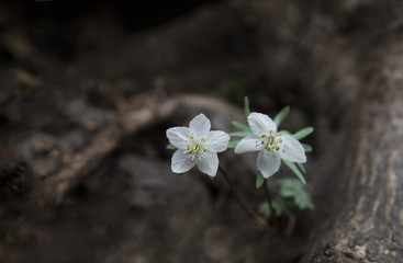 골짜기에서 본 바람꽃
