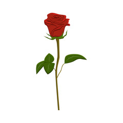 Clip art red rose, vector