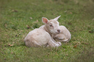 Naklejka na ściany i meble Lambs in a farm field in the countryside