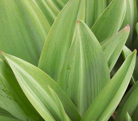 Many years of onions