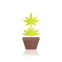 Marijuana plant in pot icon in flat style