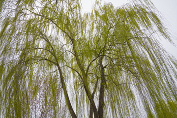 새싹이 돋아나는 수양버두나무와 원앙새