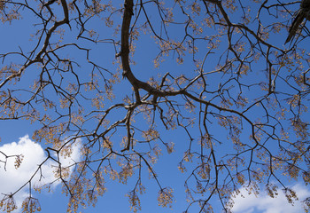 노란 멀구슬나무 열매